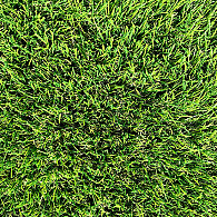 Grassoorten